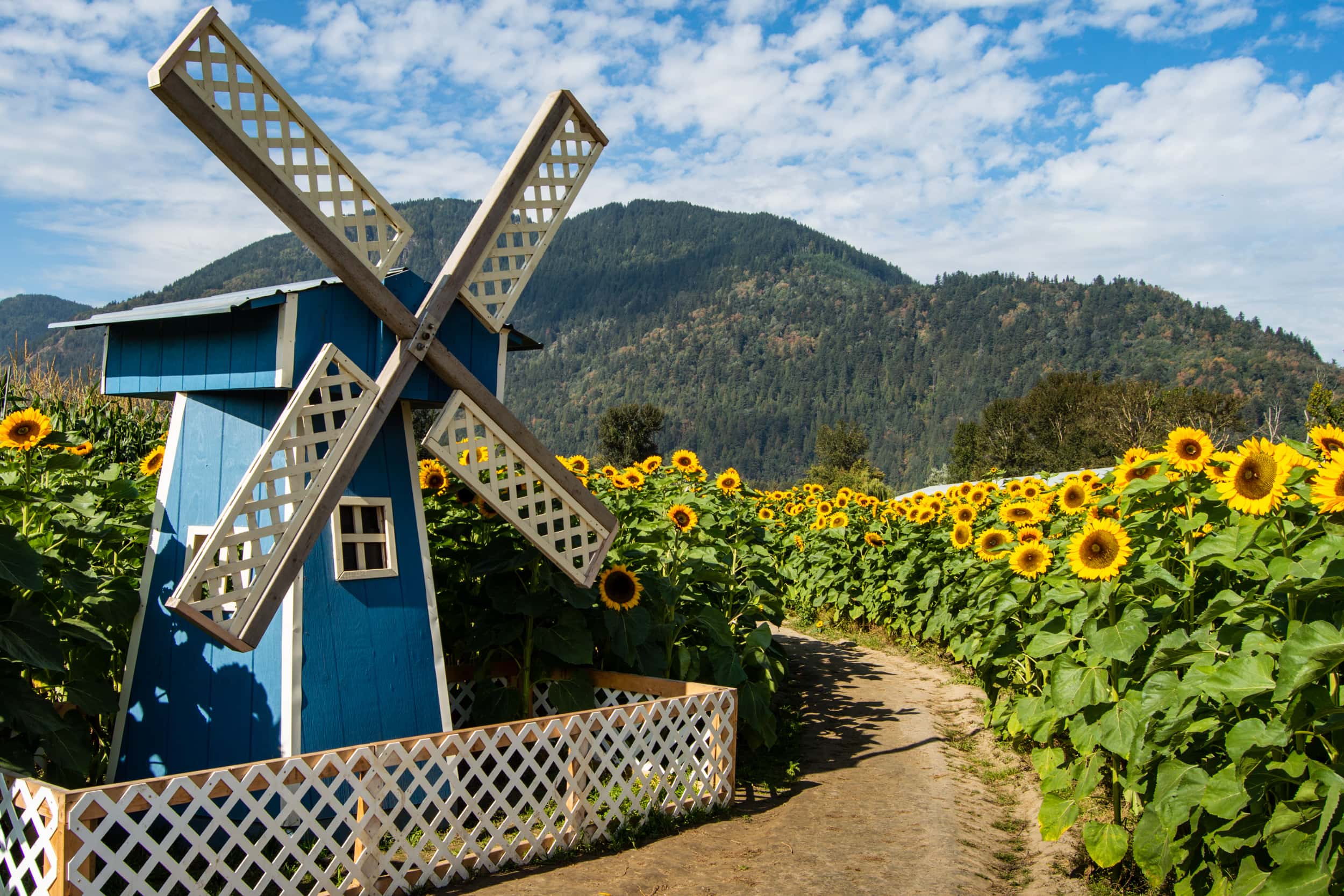 windmill sunflower