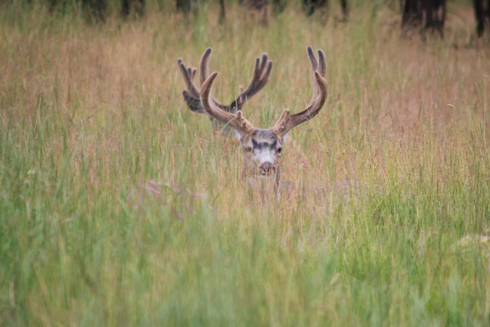 Deer in Yukon