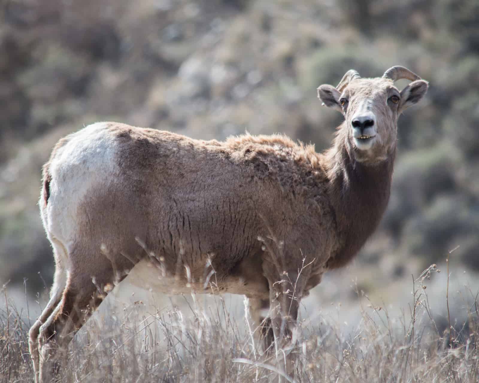 Mountain goat