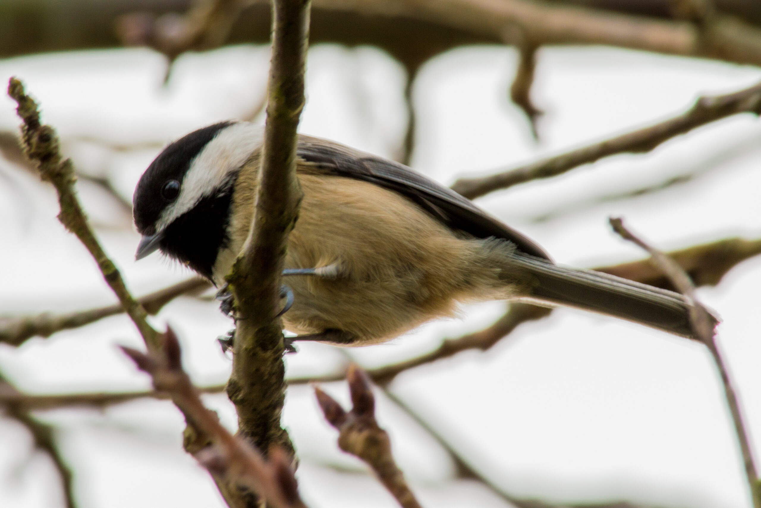 chickadee